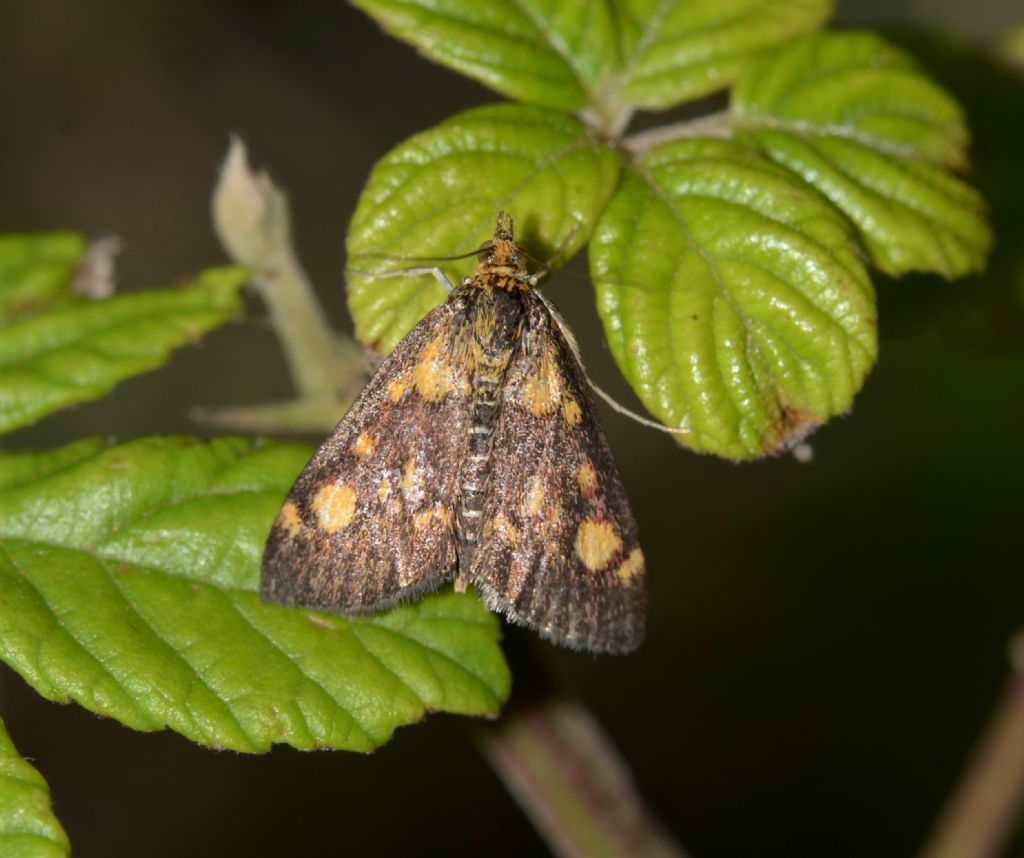 Crambidae? Si: Pyrausta aurata